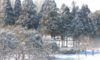 庄内緑地の雪景色